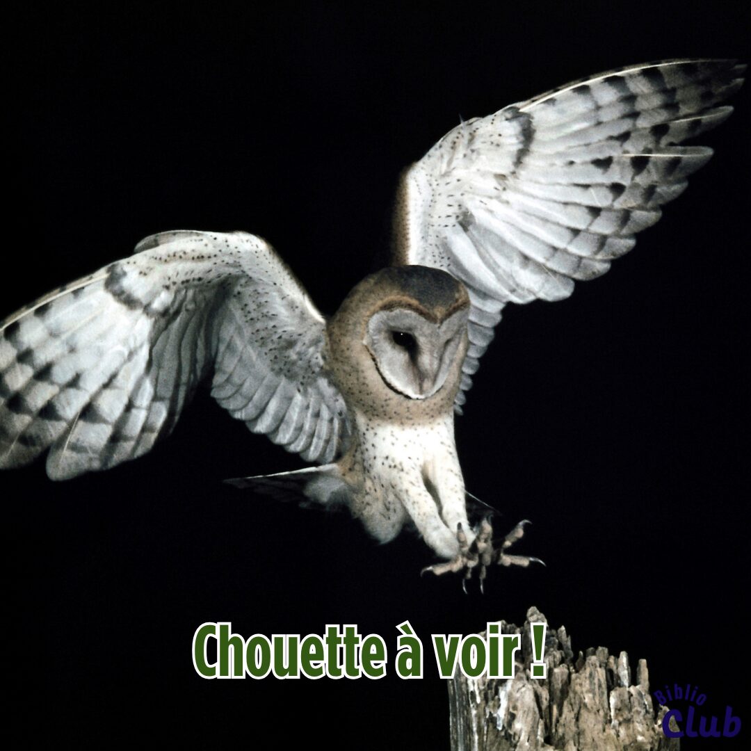 « Survolons les oiseaux de proie »