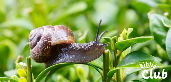 La course des escargots