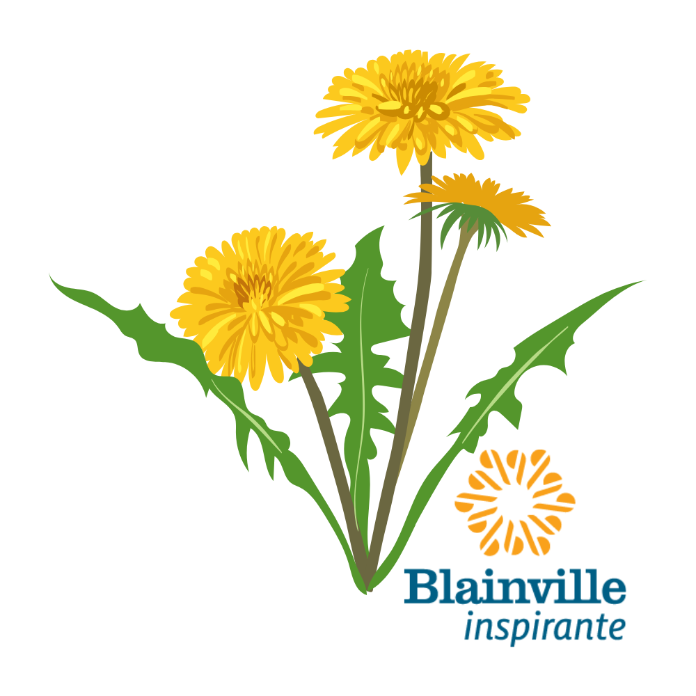 Les pissenlits, nos amis