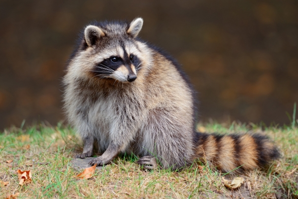 Sur les traces des animaux de la forêt